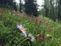alpine flowers