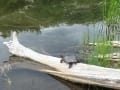 algonquin-canoe32