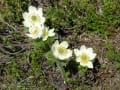 skyline-trail-jasper-06