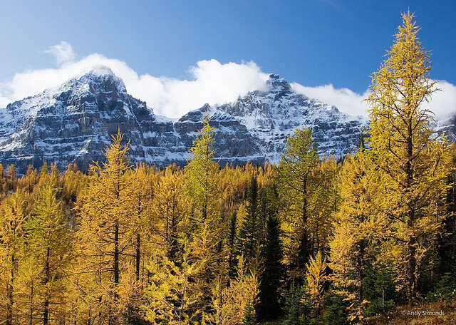 yellow autumn fall foliage larch trees alberta canada banff national park