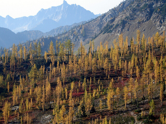 fall autumn foliage grasshopper pass trail pacific crest trail washington