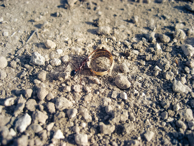 Ant carrying jewelry