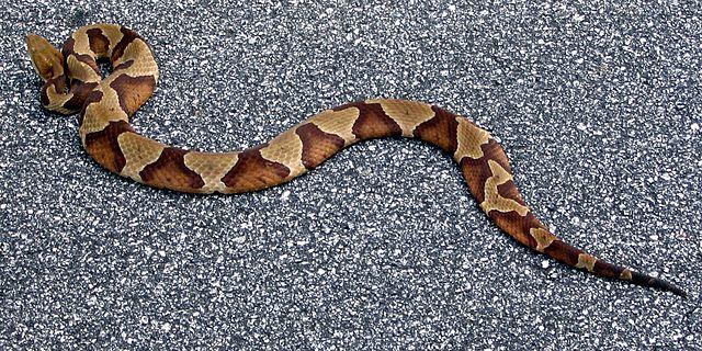 Copperhead snake