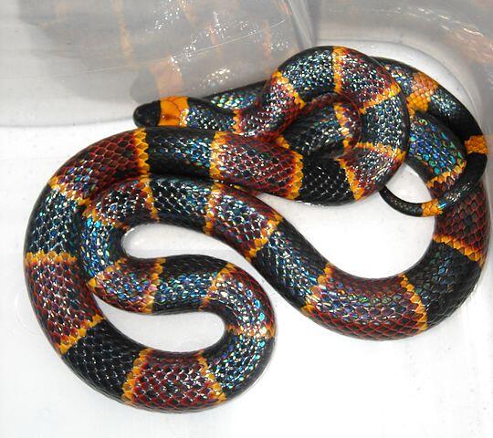 Eastern Coral Snake
