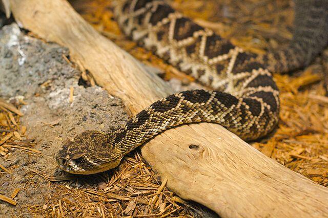 Eastern Diamondback Rattlesnake