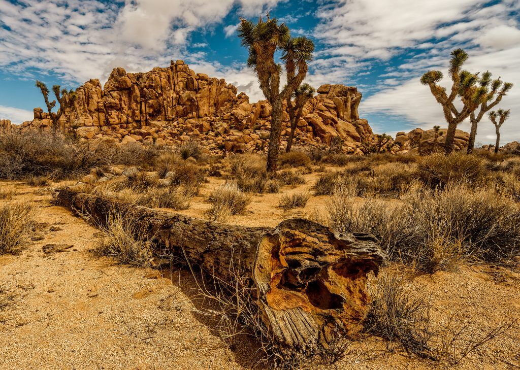 joshua tree national park in fall