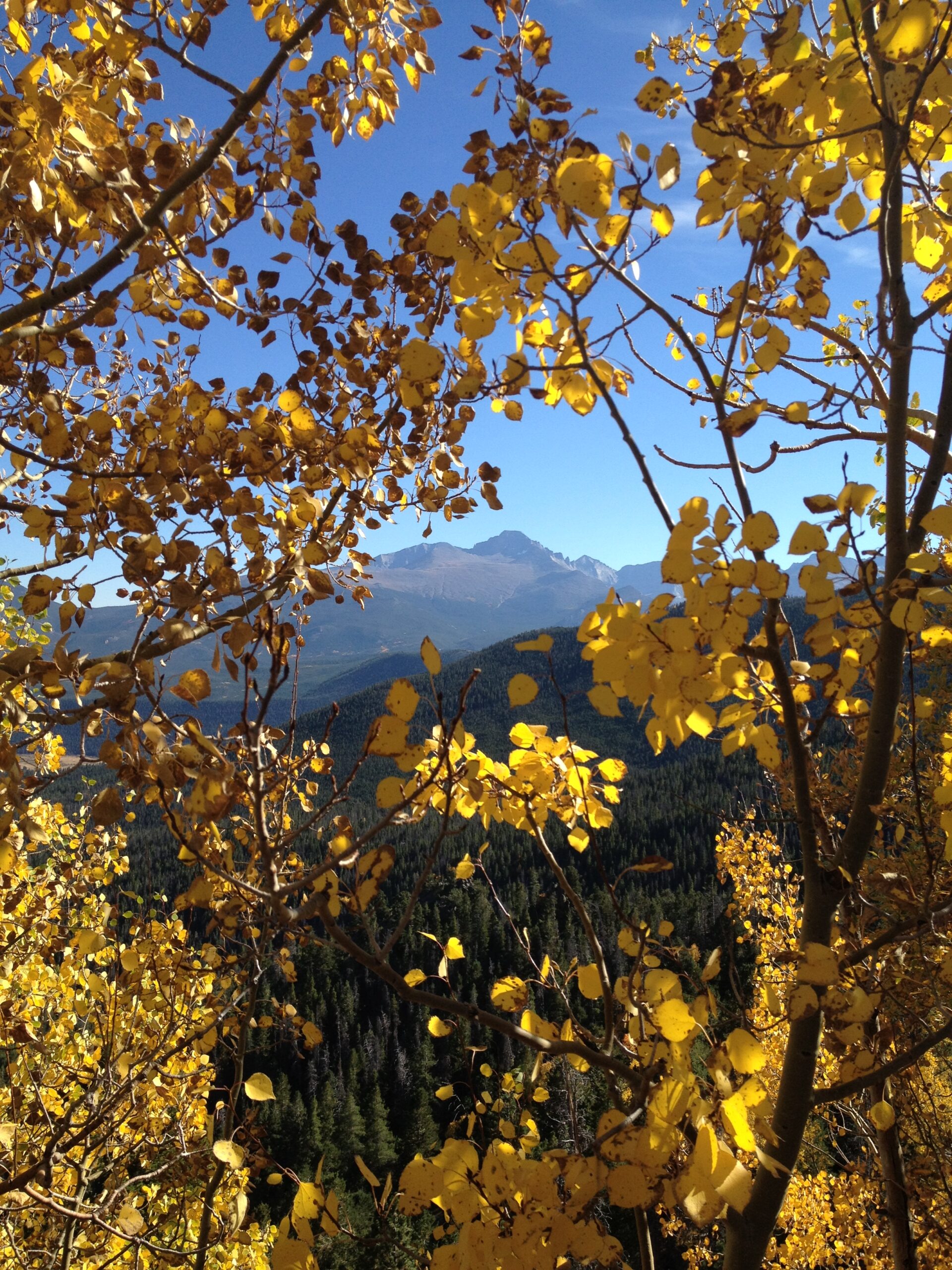 fall autumn foliage leaves aspen trees colorado