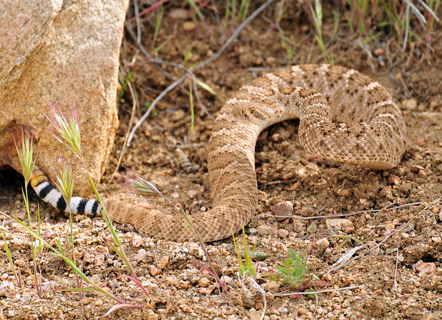 Mojave Rattlesnake