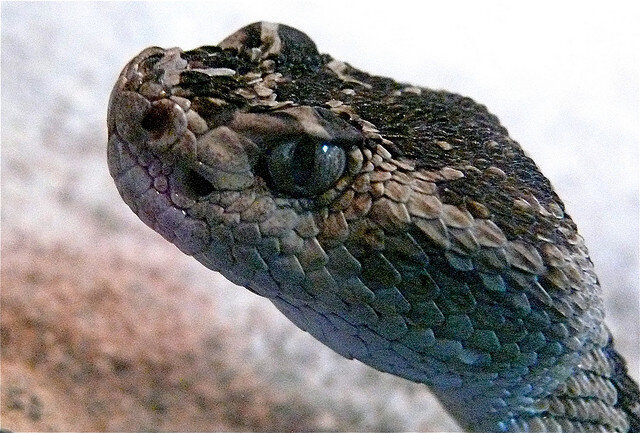 Northern Pacific rattlesnake