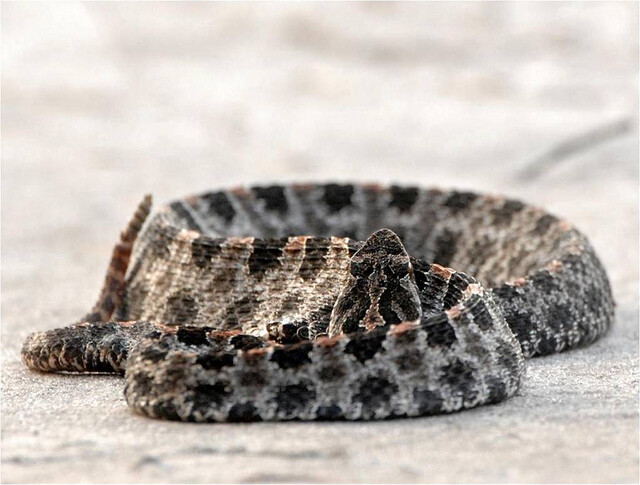Pygmy rattlesnake