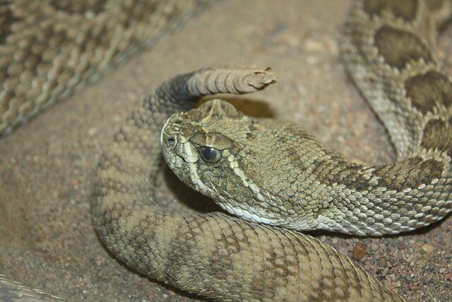 Prairie Rattlesnake