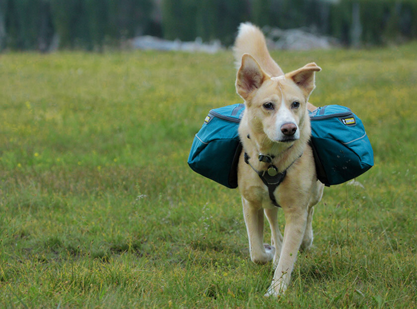 Ruffwear Approach Dog Pack