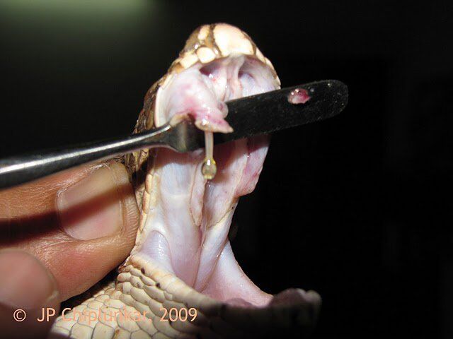 Russels Viper Fang and Venom