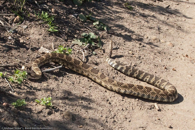 Southern Pacific Rattlesnake