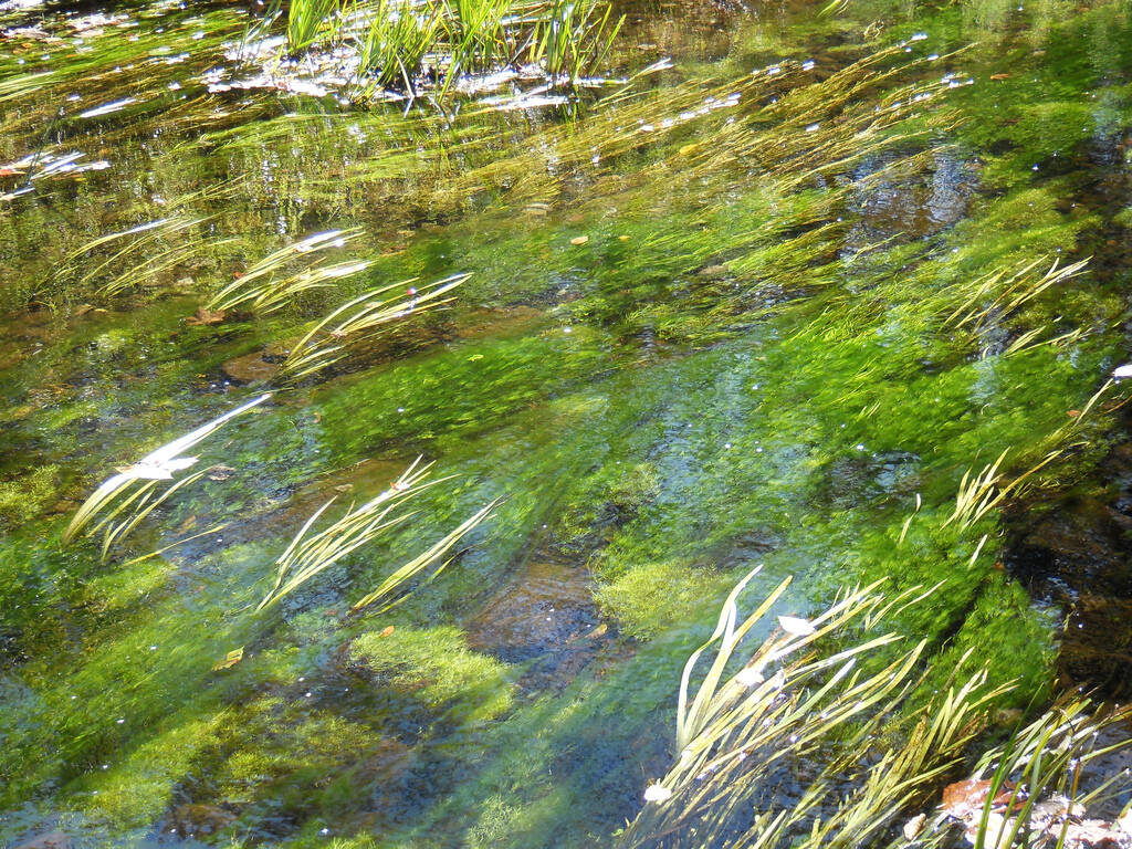 Stream by Jonathan donovan via flickr