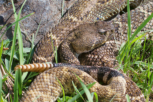 Western Diamondback rattlesnake