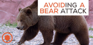 Part 1 of Bear Safety: How to Prevent a Bear Encounter