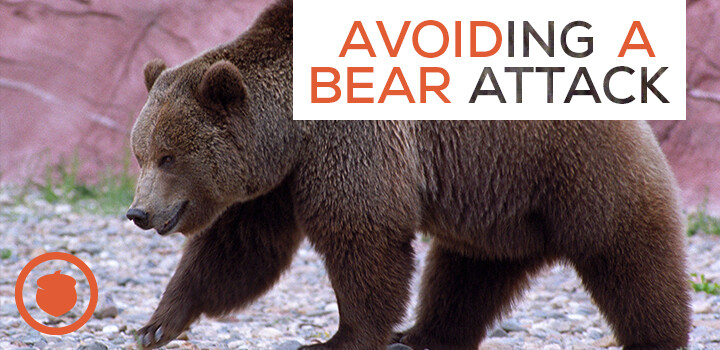 Part 1 of Bear Safety: How to Prevent a Bear Encounter