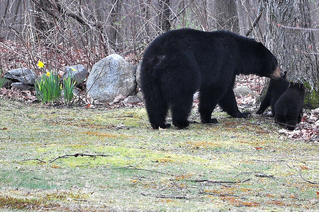 black bear with cubs