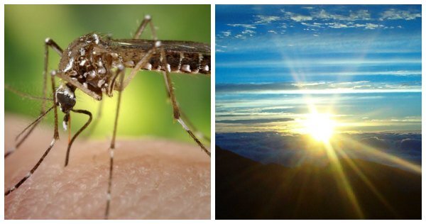 mosquito and sun