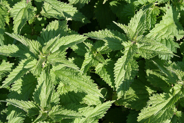 Stinging Nettles