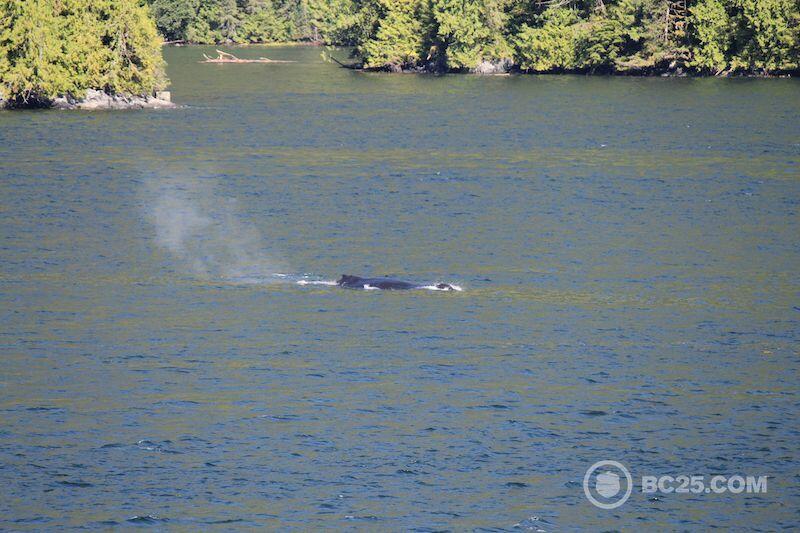 whale breaching near boat