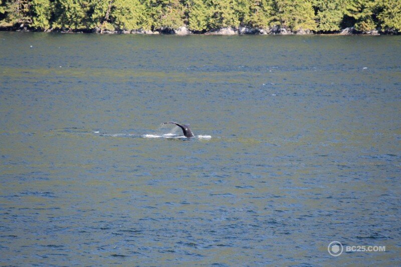 A common sight on the trip. We believe this is a humpback whale.