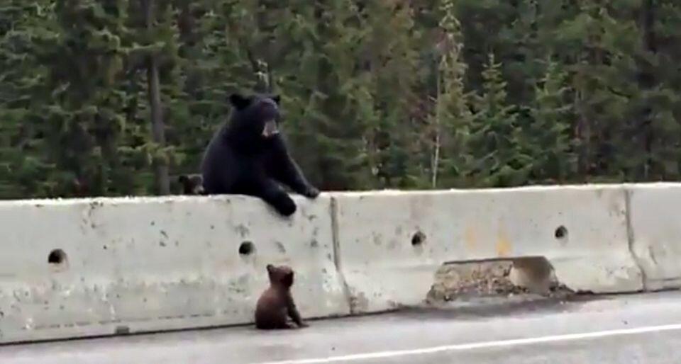 Mother bear rescues baby bear – video