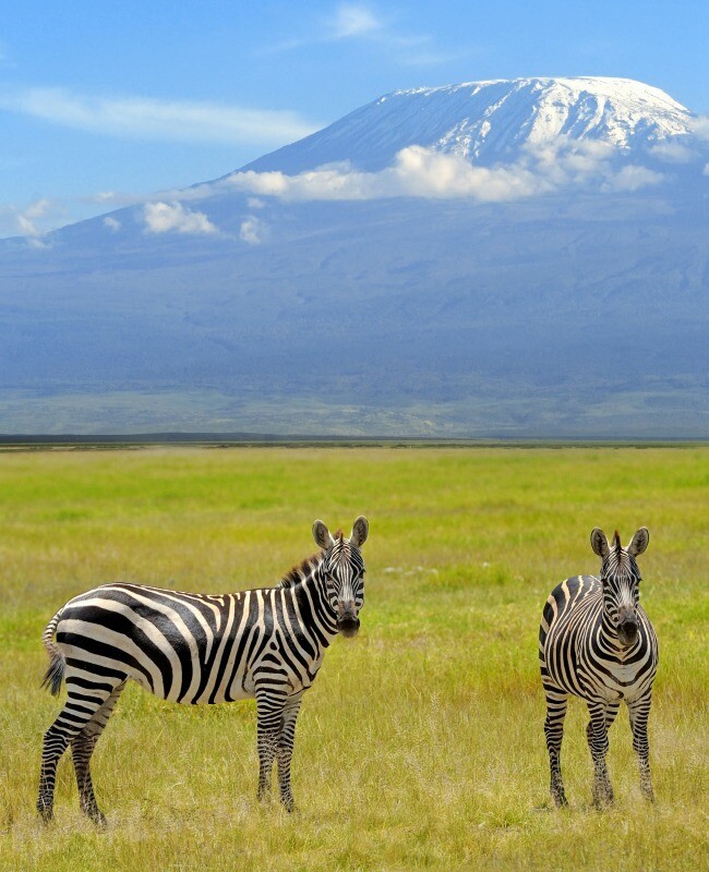 Zebra below Mount Kilimanjaro