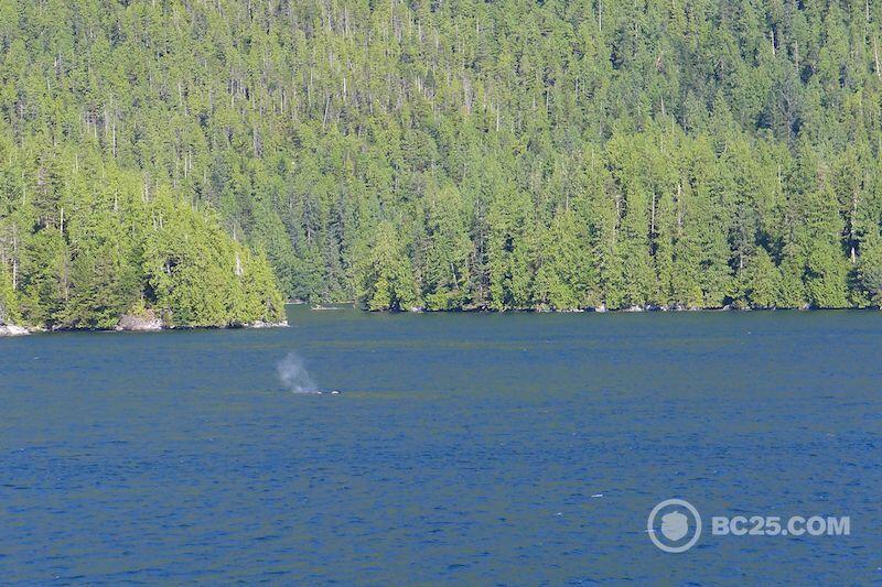 A pod of orcas (killer whales)
