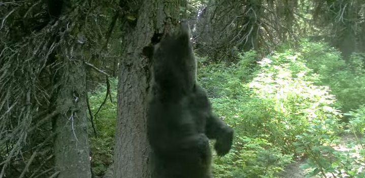 While the Hikers are Away, The Animals Will Play