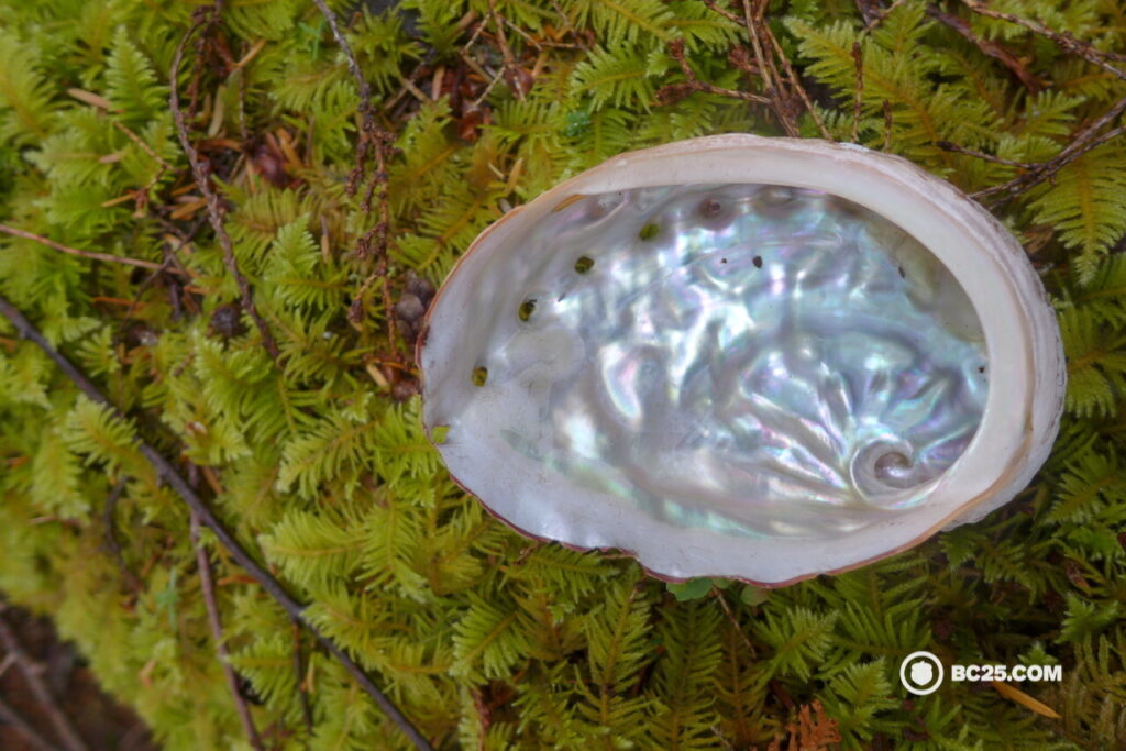 abalone snail shell haida gwaii