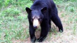 Pawzing Workout for Black Bear Encounter in Fort McMurray, Alberta