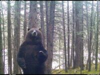Snowshoe Hare with a death wish