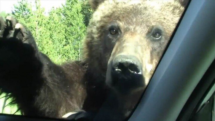 Grizzly Bear in Yellowstone Investigates Car