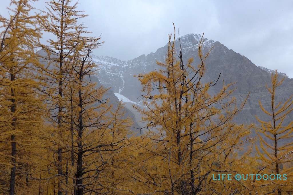 Best larch forest hikes in Alberta's mountains