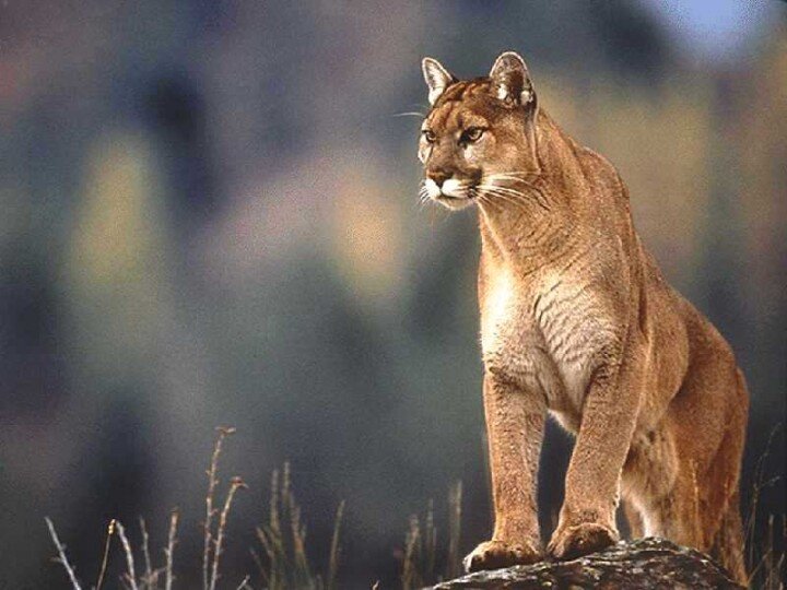 Trail Runner Scares Cougar Away with Bear Spray
