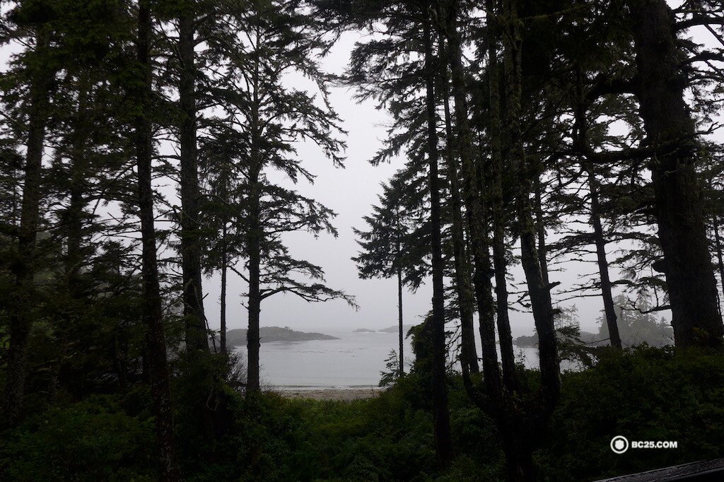 The magical rainforest of Tofino in winter. 