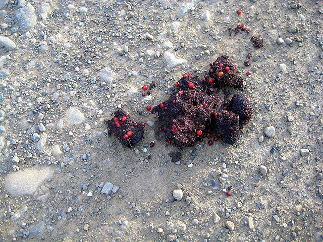 Berries, but no Bells